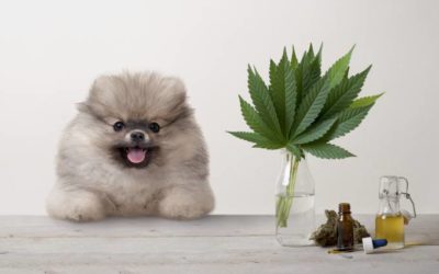Veterinários da capital cada vez mais prescrevem Cannabis para pets